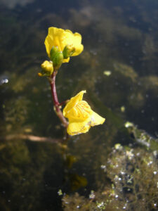 Common Bladderwort (Utricularia vulgaris) Flower