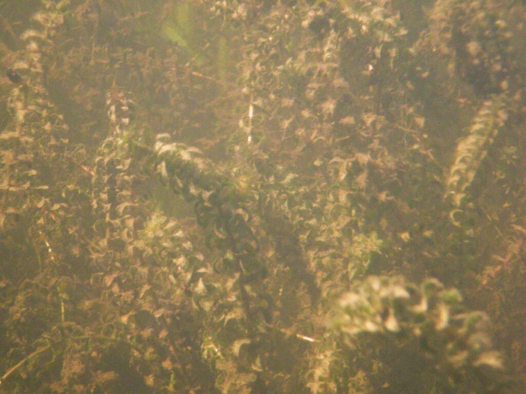 Common Waterweed, Elodea canadensis