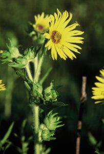 Compass Plant Flower