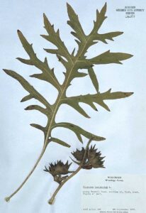 Compass Plant Silphium laciniatum specimen