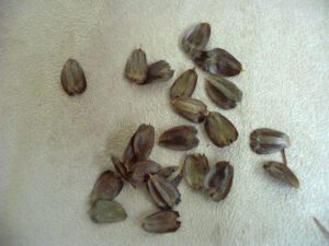 Compass Plant Seeds