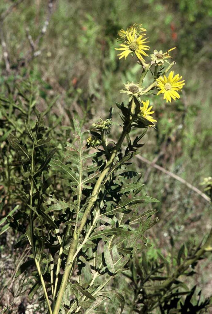 Compass Plant (Silphium laciniatum) 