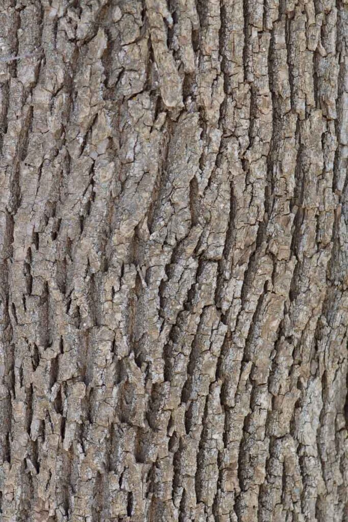 Green Ash Bark