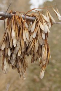 Green Ash Seeds