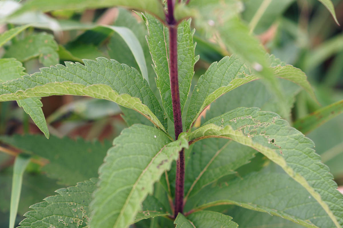 Spotted Joe-Pye-Weed (Eupatorium maculatum) | Lake and Wetland Ecosystems