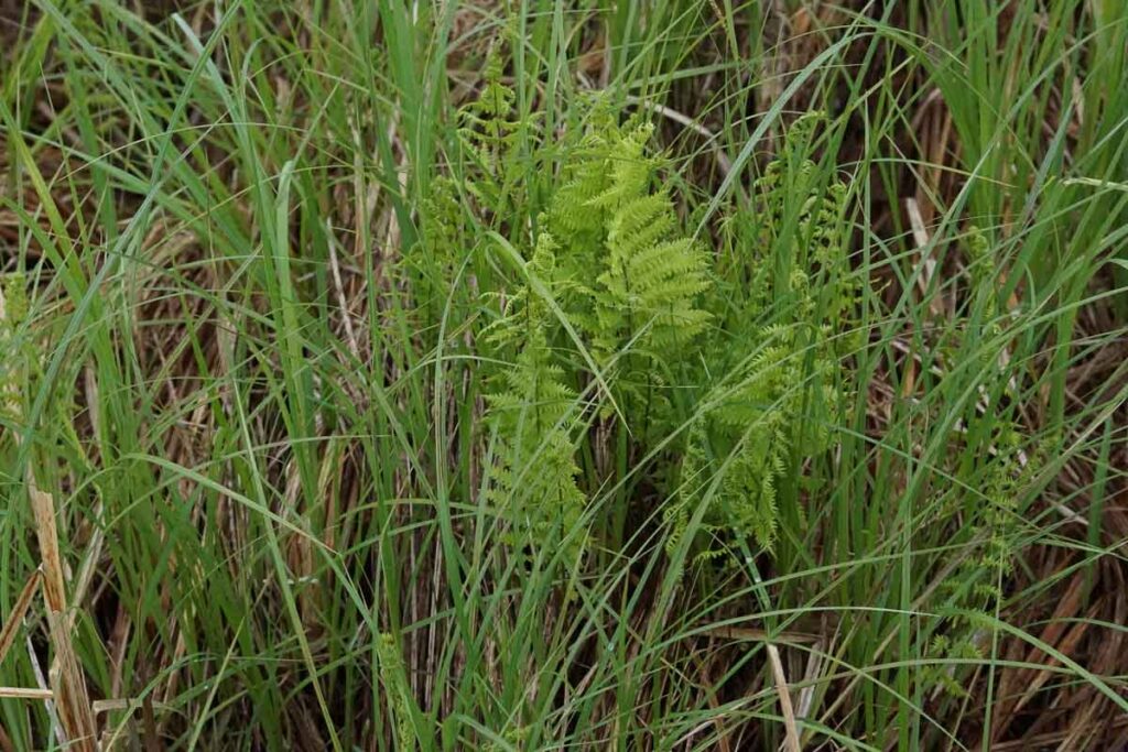 Marsh Ferns  Thelypteris palustris