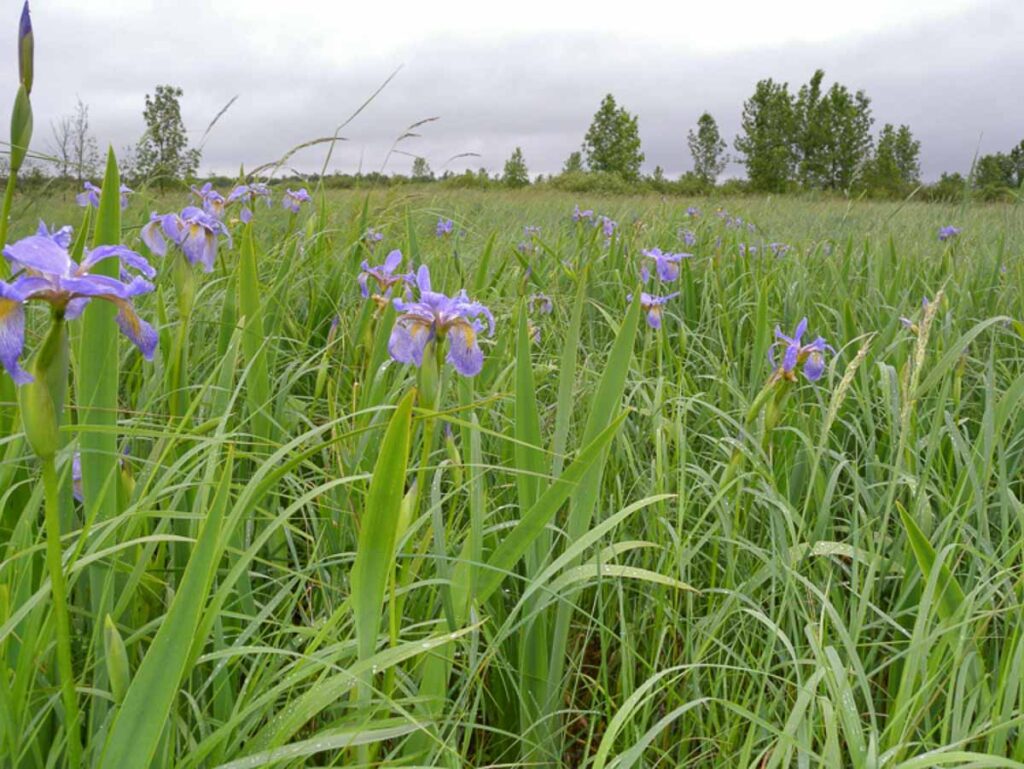 Northern Blue Flag Irises