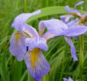 Close up of Blue flag Iris