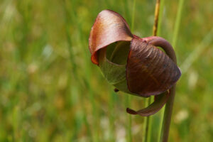 Pitcher Plant Flower