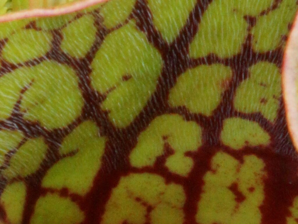 Pitcher Plant hairs