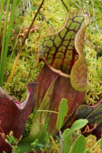 Pitcher Plant Sarracenia purpurea