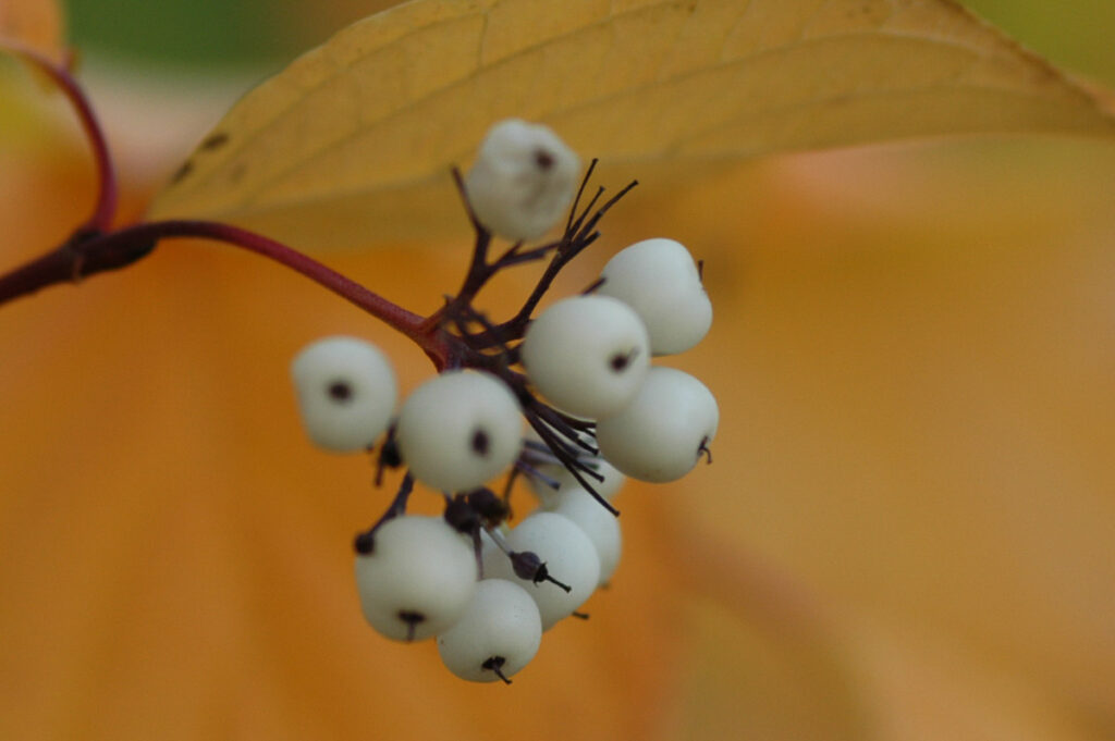 Red Osier-Dogwood (Cornus stolonifera) Berries