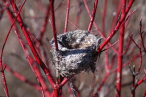 Bird nest in Red Dogwood