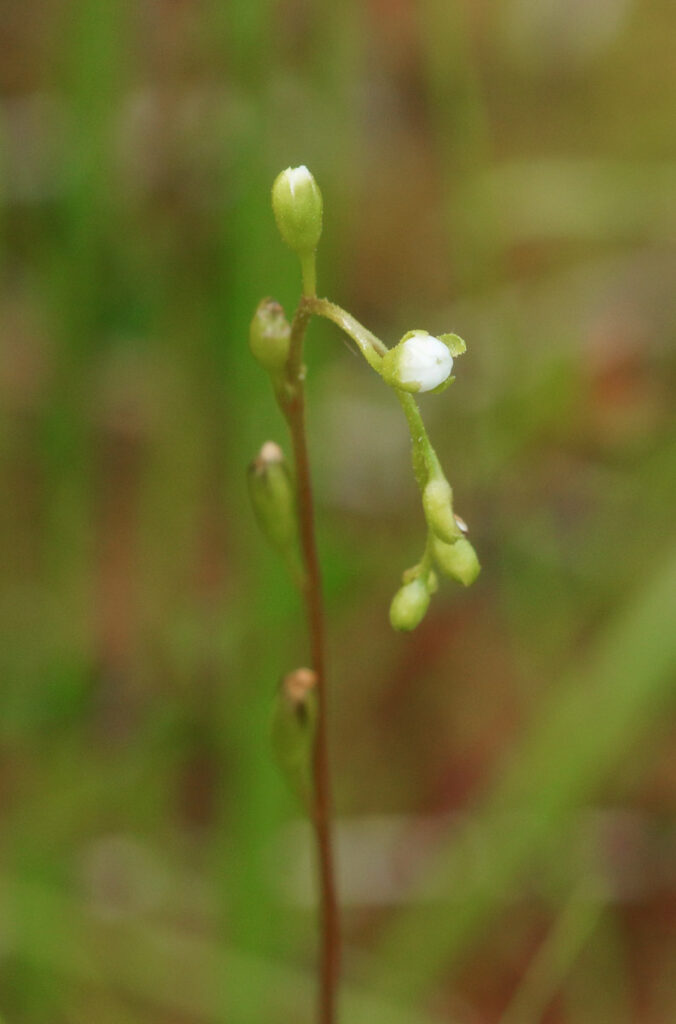 Flowers of Round-Leaved Sundew