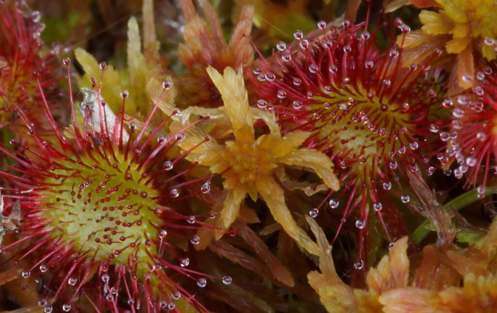 Leaves of Round-Leaved Sundew