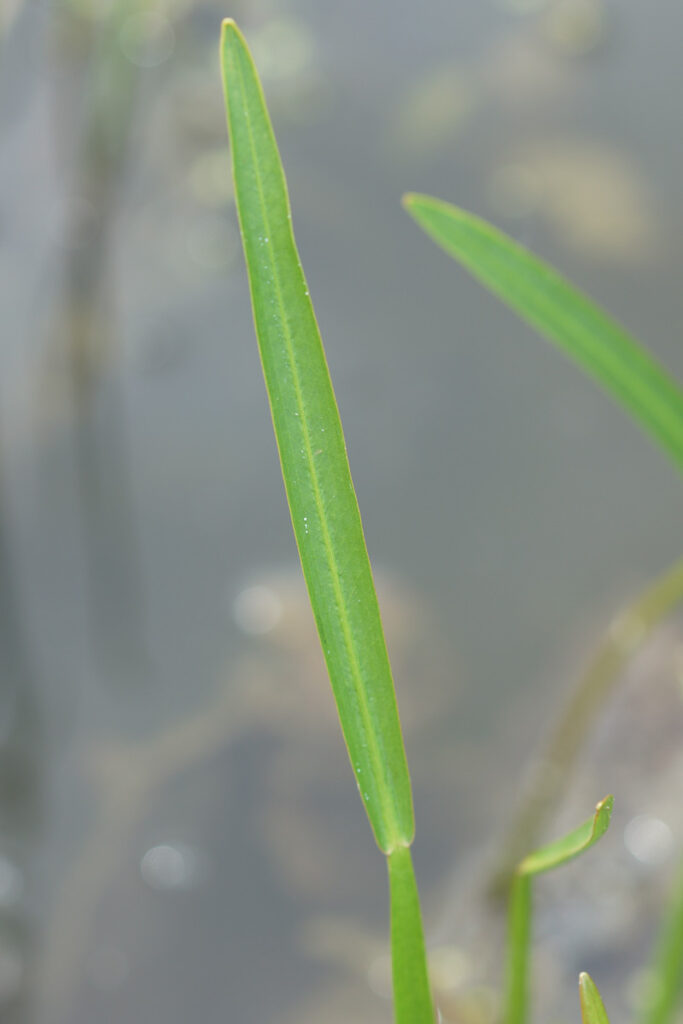 Stiff Arrowhead (Sagittaria rigida) leaf