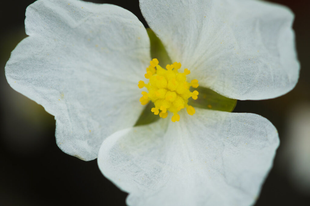 Stiff Arrowhead Flower Closeup