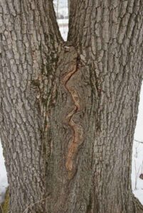 Split swamp white oak trunk