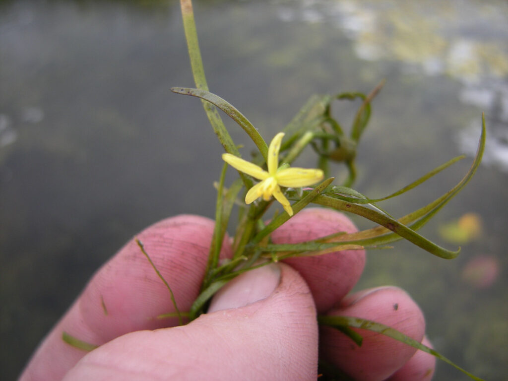 Water Star-Grass, Heteranthera dubia
