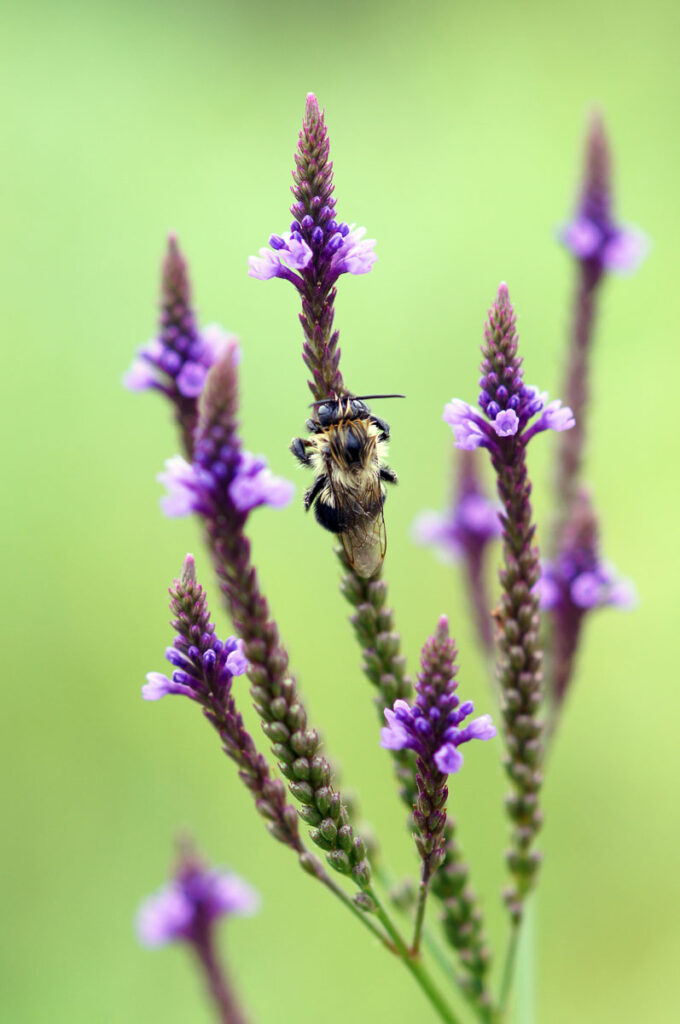 Blue Vervain and Bumble Bee