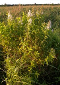 White Meadowsweet in a sedge meadow.