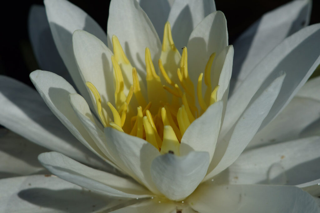 White water-lily Flower