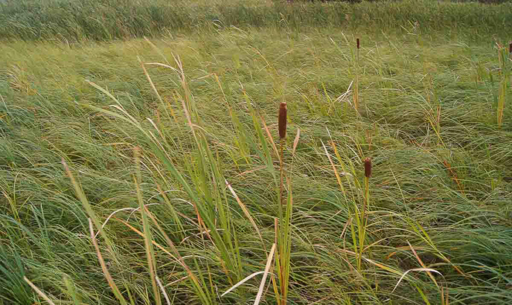 Cattail in Sedge Meadow